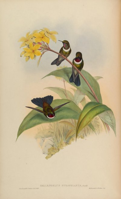 Heliangelus strophianus von John Gould